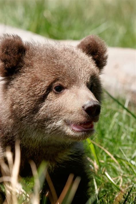 Portrait of Grizzly Bear Cub Stock Image - Image of sitting, arctos ...