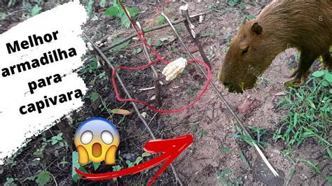 Melhor Armadilha para capivara,porco do mato,paca e cotia trap survival hunting - YouTube