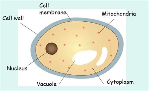 Cell wall, Book worth reading, Cell membrane