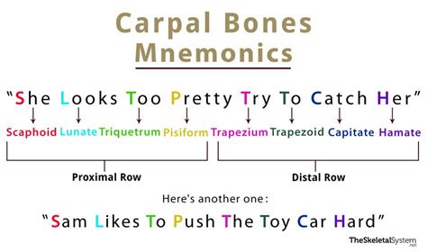 Carpal Bones (Wrist Bones): Definition, Names, Anatomy, Diagram