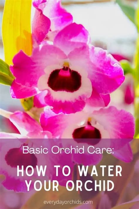 How to Water Your Orchids: Everything You Need To Know - Everyday Orchids