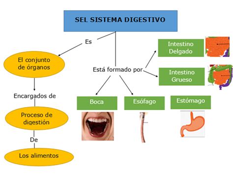 Mapa Conceptual Del Aparato Digestivo - Dinami