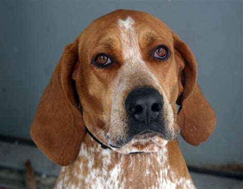 Redtick coonhound charlotte | Red tick coonhound, Hound dog, Bluetick coonhound