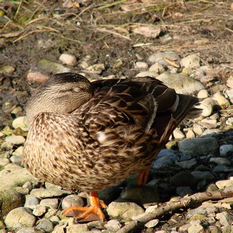 Brown duck cleans feathers free image download