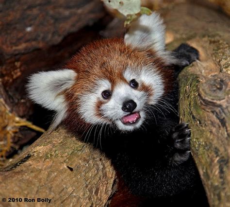 Baby Red Panda by Ron Boily