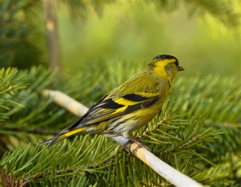 Eurasian Siskin | Greek Nature Encyclopedia