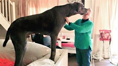 Freddy, a 7 Feet 6 Inches Great Dane, Is the World’s Largest Dog