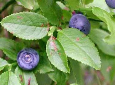 Bilberry: Pictures, Flowers, Leaves and Identification | Vaccinium myrtillus