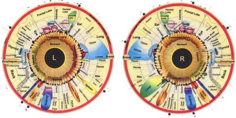 How to read iridology chart: The Definitive Guide - MAIKONG Iridology ...