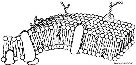 Cell Membrane & Transport Diagram | Quizlet