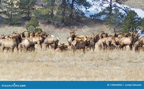 Rocky Mountain Elk Herd stock photo. Image of rocky - 128469858