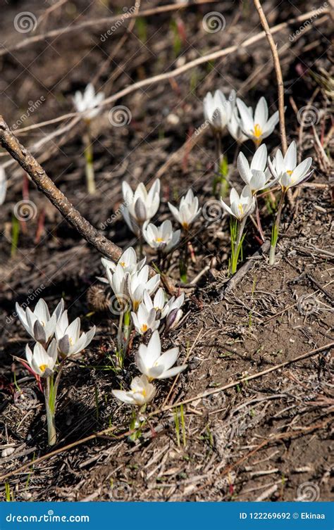 White crocus, snowdrop stock photo. Image of head, beautiful - 122269692