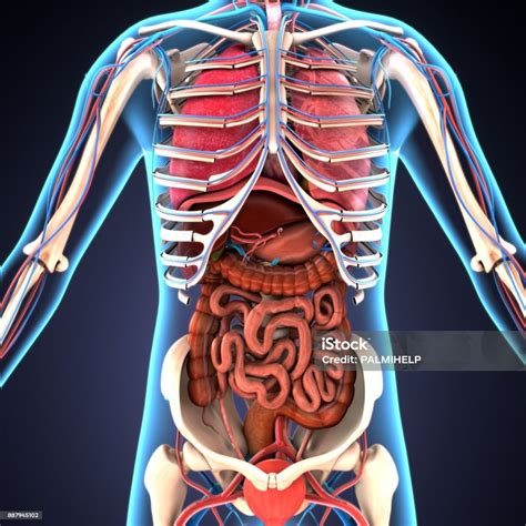 3d Illustration Of Human Body Organs Stock Photo - Download Image Now - Human Internal Organ ...