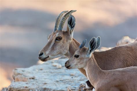 These awesome animals inhabit Israel's most arid environments, from the Judean Desert to the ...