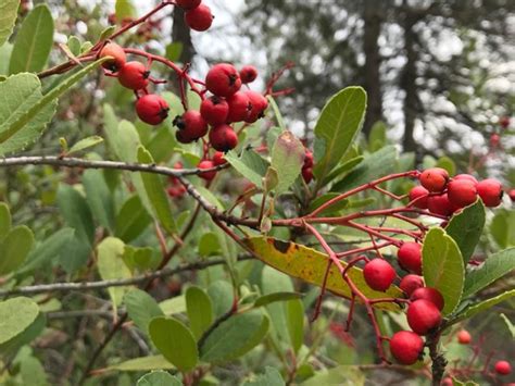 Toyon - Bloom! California