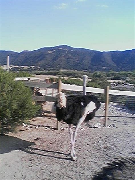 Ostrich Farm outside of Solvang, California | Solvang california ...