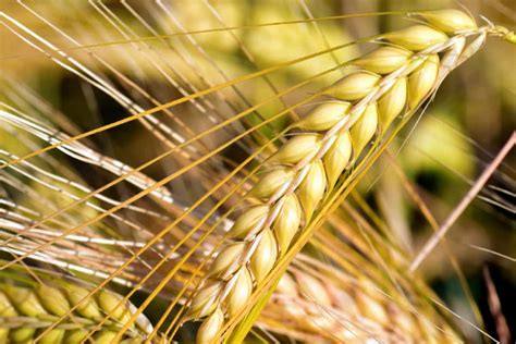 Free picture: cereal, straw, seed, macro, agriculture, field, plant