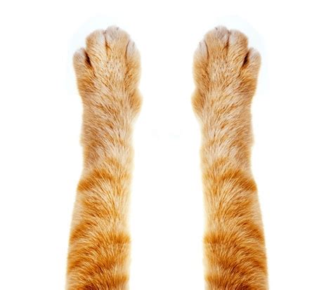 21,290 Cat Toes Images, Stock Photos, 3D objects, & Vectors | Shutterstock