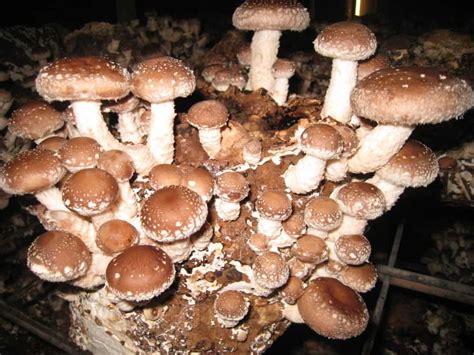 How to Grow Edible Mushrooms? – The Housing Forum