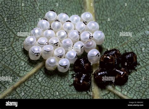 Shield bugs, Stink bug (Pentatomidae), eggs and larvae of a shield Stock Photo: 76065792 - Alamy