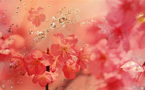 Peach Blossom Wallpapers - Top Free Peach Blossom Backgrounds - WallpaperAccess