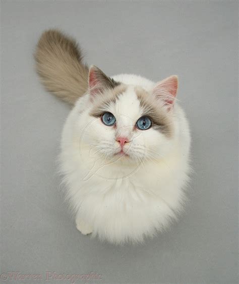 Ragdoll Cat Personality, Characteristics and Pictures – InspirationSeek.com