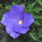 Rare Blue Purple Hibiscus Alyogyne huegelii - 10 Seeds