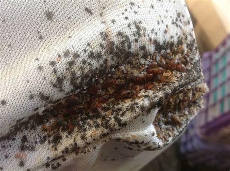 Bed Bugs What Are They And How Do You Get Rid of Them