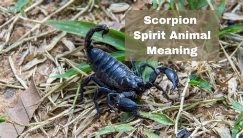 Scorpion Spirit Animal Meaning | Scorpion Spirit Totem Guide