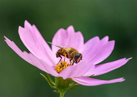 Bee on Flower · Free Stock Photo