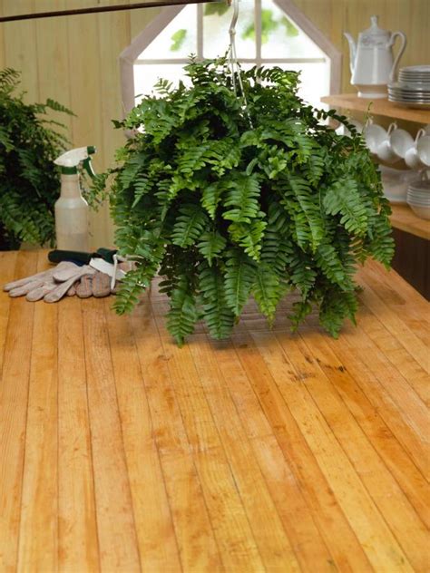 How to Care for Ferns | HGTV