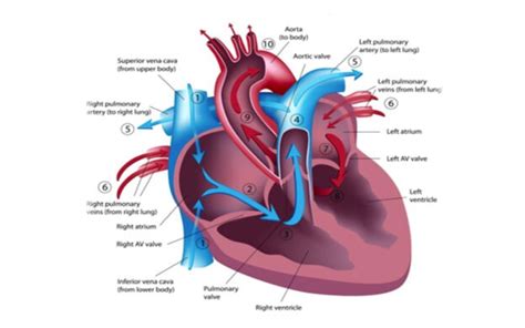 Cardiopulmonary Interactions - CHOP OPEN