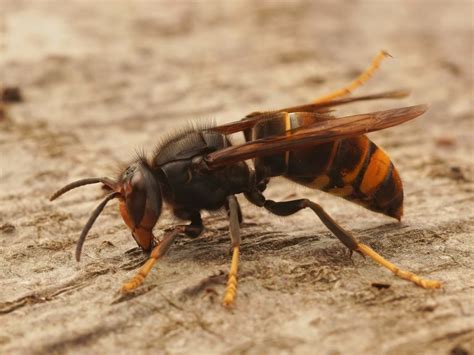 Dangerous Invasive Hornet Species Detected In US For 1st Time In GA | Savannah, GA Patch