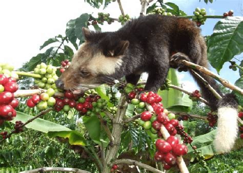 Kopi Luwak Coffee Near Me - Pin On The Coffee Shoppe : 100% from ...