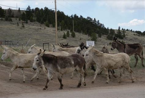 Herd of donkeys on the loose in Cripple Creek | Colorado Springs News | gazette.com