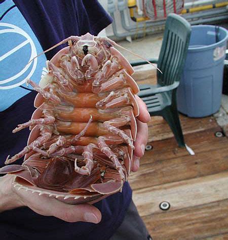 Giant Isopod