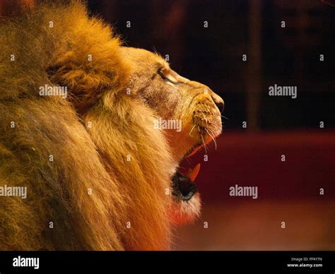 Lion roaring side view hi-res stock photography and images - Alamy