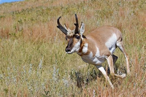 Pronghorn provide unique hunting challenge – The Fort Morgan Times