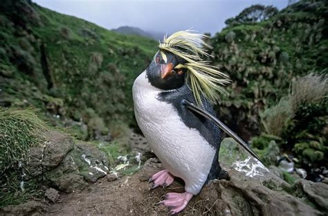 Northern rockhopper penguin : PicsOfUnusualBirds