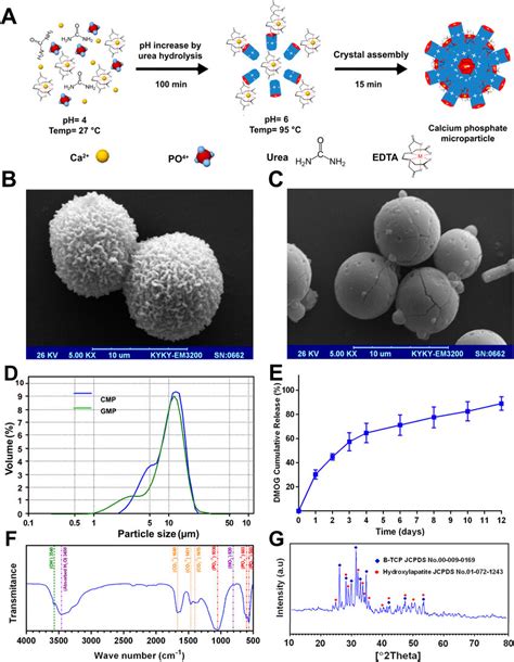 Physicochemical characterization of microparticles. (a) Schematic ...