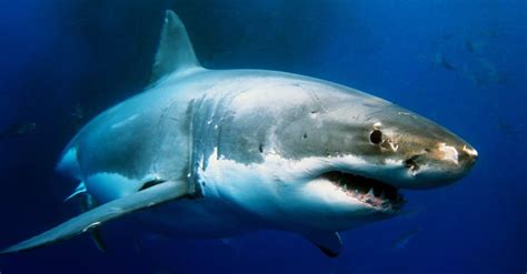 The Largest Great White Shark Ever Recorded - A-Z Animals