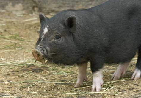 Why No One Should Buy a So-Called 'Teacup' Pig | PETA