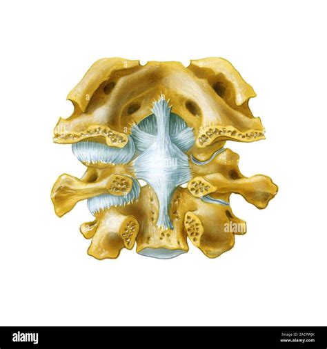 Atlanto-occipital joint. Artwork of the bones (yellow) and ligaments ...