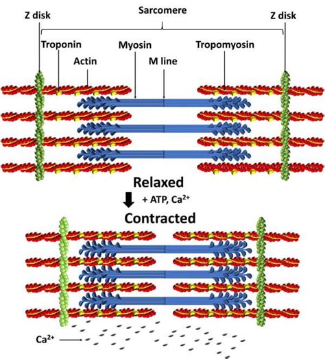 Actin And Myosin Biology Dictionary | Free Nude Porn Photos