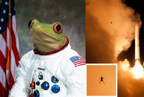 5 Animals Who Have Launched Into Space | Pouted.com