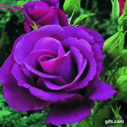 purple | Purple roses, Flowers, Pretty flowers