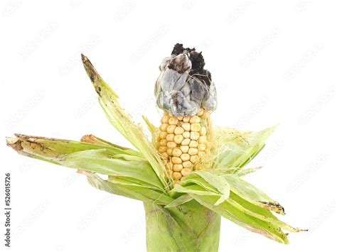 Corn smut disease on maize isolated on white, Ustilago maydis Stock ...