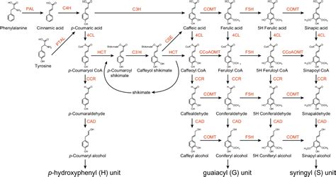 Frontiers | Transcriptional and Post-transcriptional Regulation of Lignin Biosynthesis Pathway ...