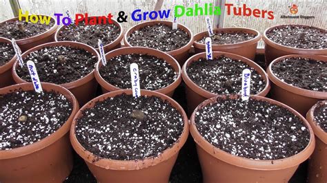 How To Start Dahlia Tubers In Pots - YouTube