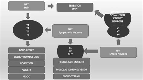 Neuropeptide Y (NPY) and its different receptors (Y1, Y2, Y4, Y5). Y1 ...